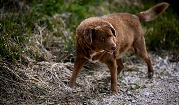 Portugal: Bobi, 30 ans, sacré le chien le plus vieux du monde