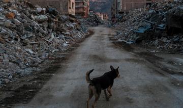 Turquie: les forces spéciales au secours d'animaux piégés
