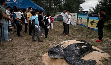 Biodiversité: en Thaïlande, un réalisateur en herbe filme les menaces sur les tortues luth