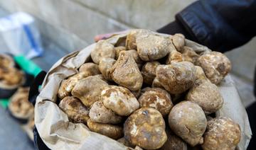 Syrie: huit personnes cueillant des truffes tuées par l'explosion d'une mine 