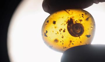 France: découverte d'un escargot fossile «poilu» vieux de 99 millions d'années 