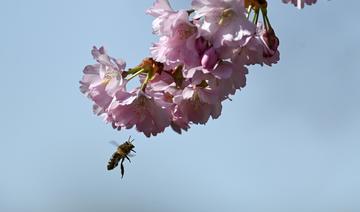 Les abeilles urbaines nous dévoilent une vie invisible cruciale pour notre santé