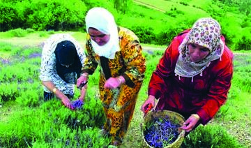 Les femmes algériennes investissent le secteur agricole