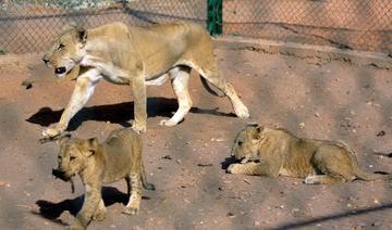 Au Soudan, appel à l'aide pour sauver les lions affamés d'une réserve