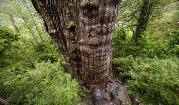 Au Chili, un arbre vieux de 5 000 ans, «capsule temporelle» de l'adaptation au changement climatique