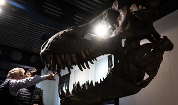Un squelette composite de T-Rex vendu près de 5,6 millions d'euros