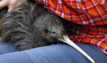 Il faut sauver le kiwi: la Nouvelle-Zélande se mobilise pour son oiseau emblématique