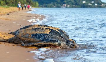 Guyane: inauguration d'une écloserie pour les tortues luth menacées