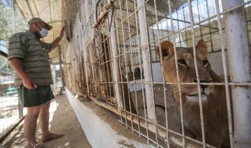 A Gaza, un enfant mordu mortellement par une lionne
