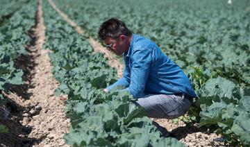 En Espagne, le potager de l'Europe au coeur d'une « guerre de l'eau»