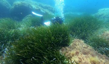 De l'urgence de protéger les posidonies, «forêts bleues» de la Méditerranée