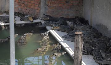 Cambodge: un homme dévoré par 40 crocodiles après avoir chuté dans un enclos