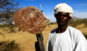 Conflit au Soudan: La production mondiale en gomme arabique menacée