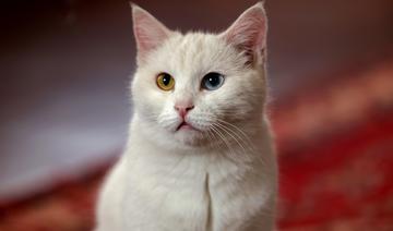 A Téhéran, les chats persans ont leur «miaousée»