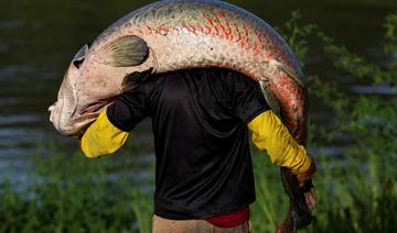 Le pirarucu, poisson géant et délice menacé de l'Amazone