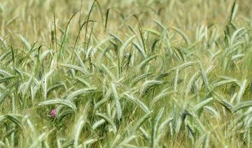 En France, des «chambres de cultures» dédiées à la recherche des blés du futur