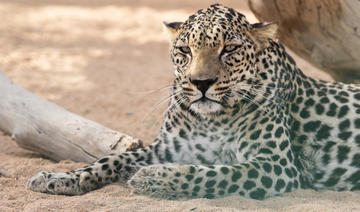 L'ONU confirme la Journée du léopard d'Arabie, une «grande victoire pour l'Arabie saoudite»