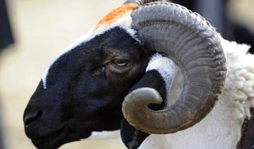 Tunisie: Le mouton de l’Aïd al-Adha de moins en moins accessible