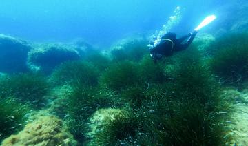 Le gouvernement dévoile sa stratégie nationale biodiversité attendue de longue date