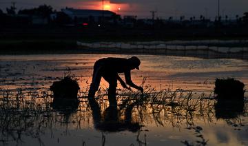 Vietnam: planter le riz la nuit, la parade des agriculteurs face à l'extrême chaleur