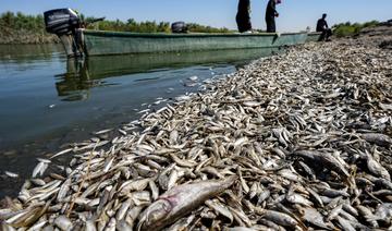 Irak: des «tonnes» de poissons morts échoués sur les bords d'une rivière