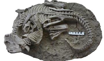 Découverte d'un fossile remarquable de mammifère à l'assaut d'un dinosaure
