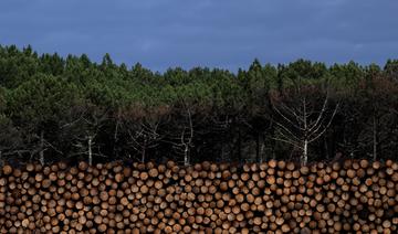 Adapter la forêt française au climat: «8 à 10 milliards d'euros» nécessaires sur dix ans