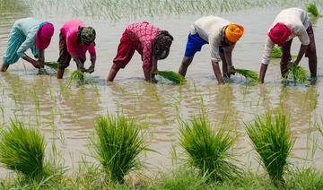 L'Inde interdit l'exportation de riz blanc non basmati