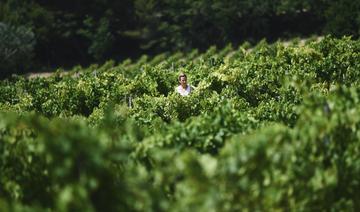 Quand chênes et oliviers cohabitent avec la vigne pour atténuer les «excès du climat»