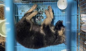 Plusieurs arrestations en Égypte pour torture d'animaux