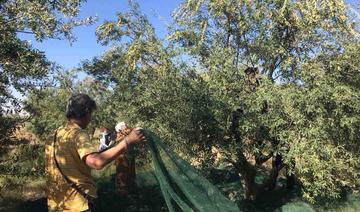 Dahbia, l’huile d’olive bio algérienne qui rafle les récompenses dans les concours internationaux