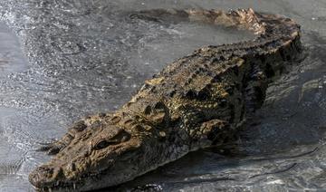 Les crocodiles capables de détecter la détresse des bébés humains