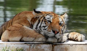 Au zoo de Bagdad, par 50 degrés, les tigres de Sibérie tirent la langue