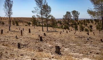 En Syrie, l'abattage illégal menace la surface forestière