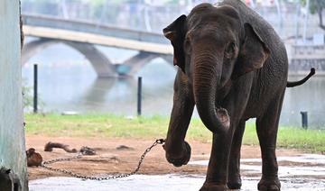 Deux éléphantes enchaînées dans un zoo émeuvent le Vietnam 