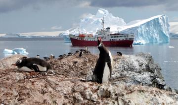 Les poussins de manchots empereurs, premières victimes de la fonte de la banquise en Antarctique