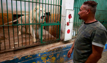 Au zoo de Bagdad, par 50 degrés, les tigres de Sibérie tirent la langue 