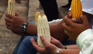 Le Canada soutient les Etats-Unis face au Mexique sur le maïs OGM