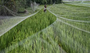 L'envol des prix du riz préfigure les risques alimentaires liés au climat