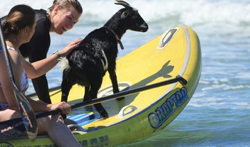 Des chèvres qui surfent ? En Californie, les biquettes relèvent le défi