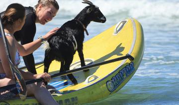 Des chèvres qui surfent ? En Californie, les biquettes relèvent le défi