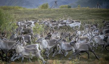 Norvège: à travers fjords, glaciers et montagnes, les rennes achèvent leur transhumance d'été