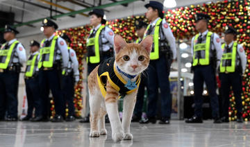 Patrouille sur pattes : les agents de sécurité philippins adoptent des chats errants