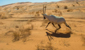 La réserve saoudienne d'Uruq Bani Ma'arid sur la Liste du patrimoine mondial de l'Unesco