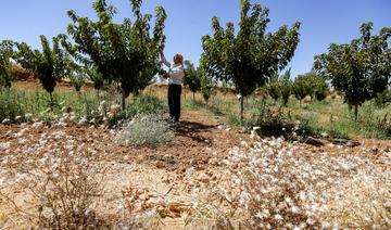 Forum économique mondial: vers une transition verte dans la région Mena 