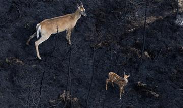 Sur les terres brûlées canadiennes, les animaux ont disparu