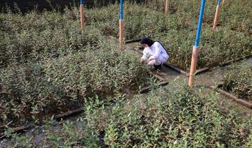 Oman fait revivre ses mangroves, un puits de carbone menacé par le changement climatique