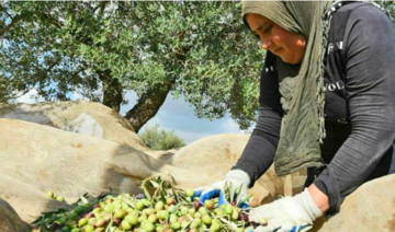 Campagne oléicole à Kairouan: La récolte s’annonce bonne