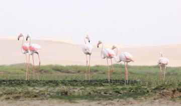 Vols de découverte : Percer les mystères de la migration des oiseaux
