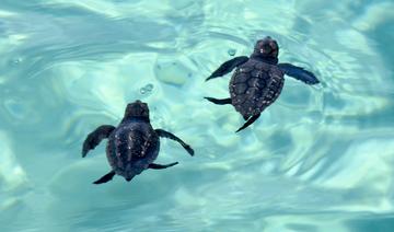 Tunisie: un centre unique au Maghreb pour les tortues en danger